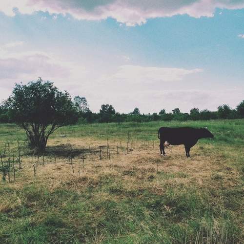 Photo #6349020