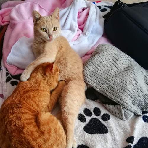 Photo #6350991