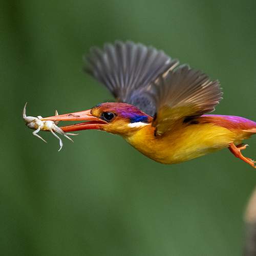 The Bullet in flight