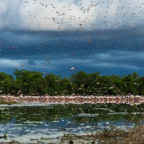 Flamingo Fair