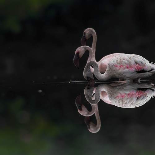 Designer Flamingos