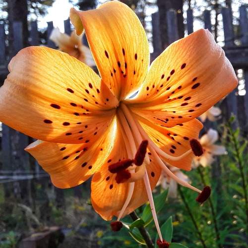 Photo #6354399