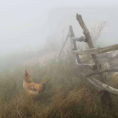 Rooster