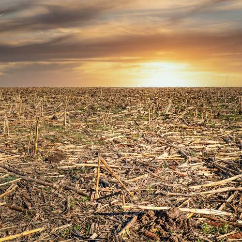 Desolation
