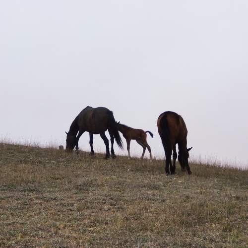 Photo #6360135