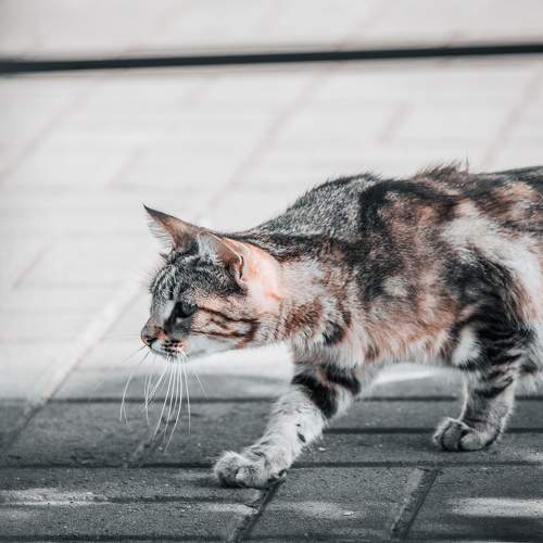 Photo #6362288