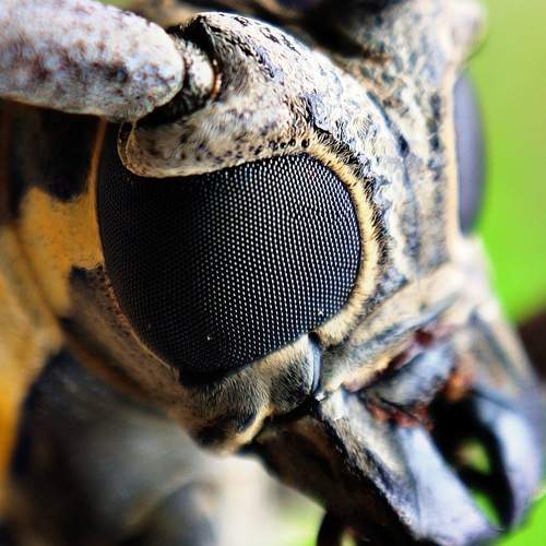 Photo #6363054