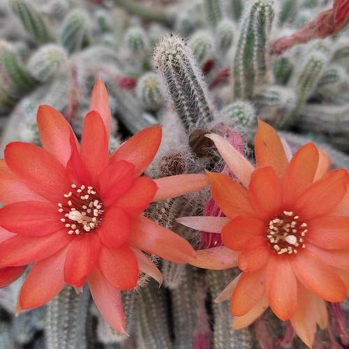Photo #6365910