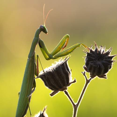 Mantide Religiosa