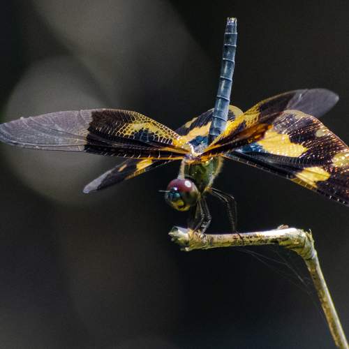 Photo #6374153