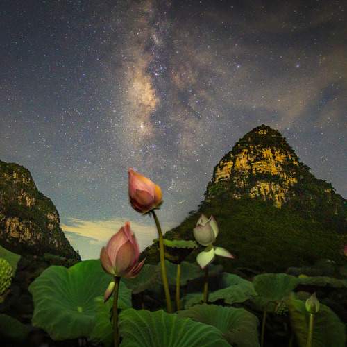 Lotus flowers in the night