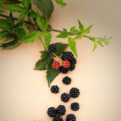 Photo #6377551