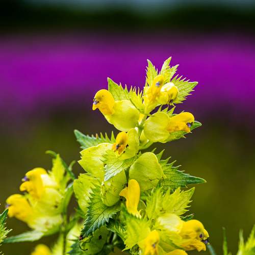 Птица-цветок