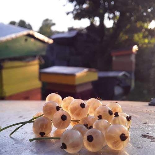 Photo #6382057