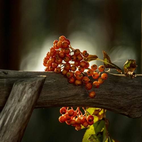 Photo #6385062