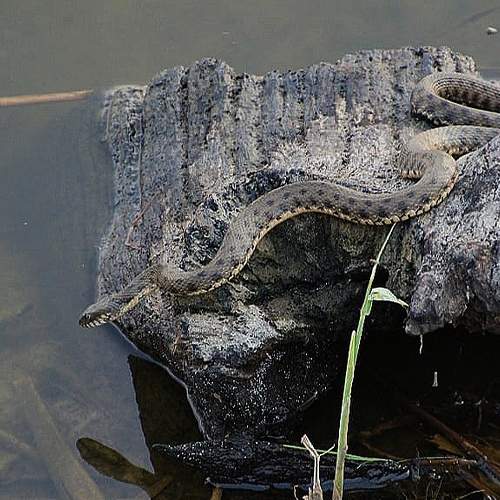 Photo #6385332