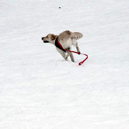 The Dog on the Snow
