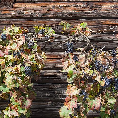 Grapes on the side of the barn