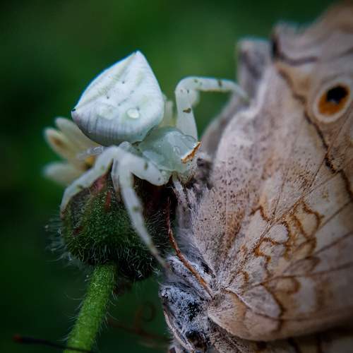 Spider's hunt