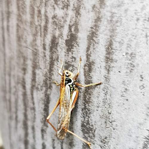 Grasshopper Jepeto