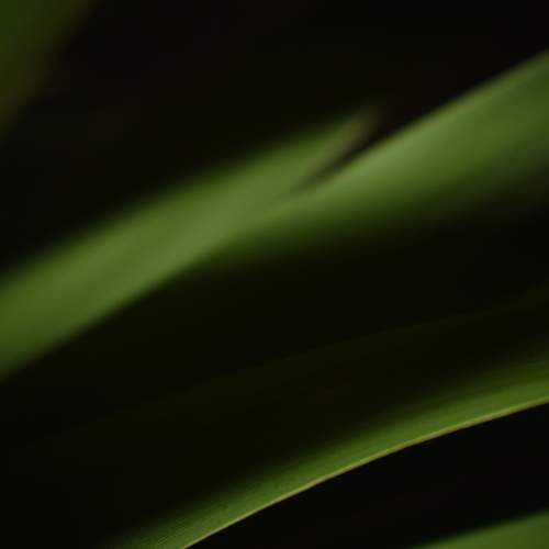 Green Vibes