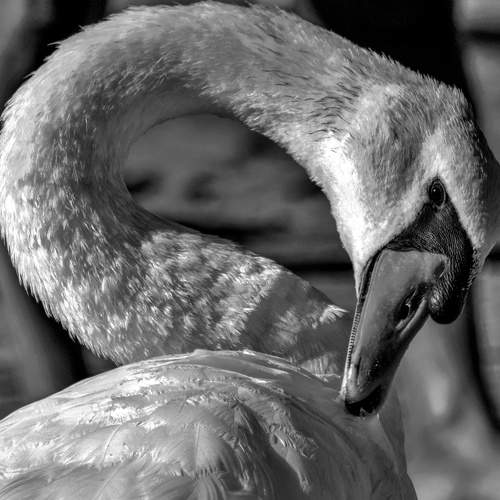 Photo #6393410
