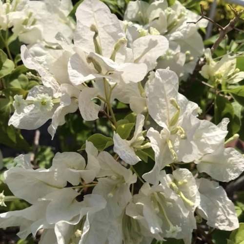 Purity of whites