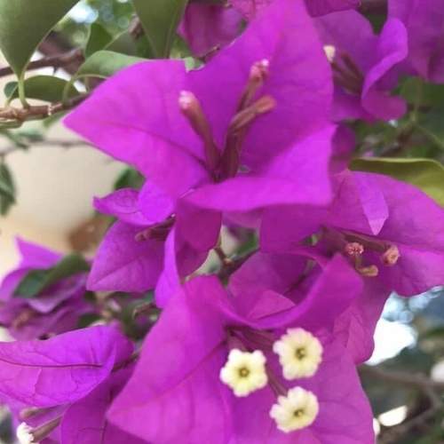 The purple flourish