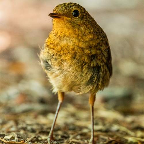 Little fella