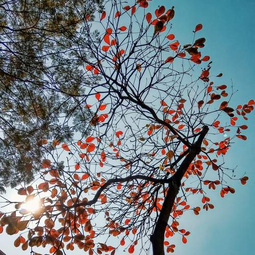 Under the canopy