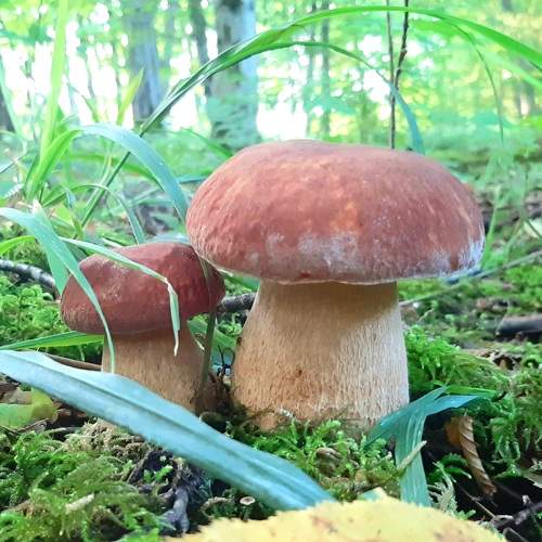 Photo #6398445