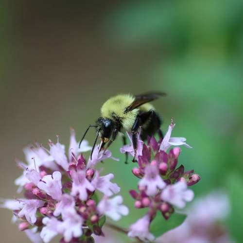 Bumblebee on a Flower