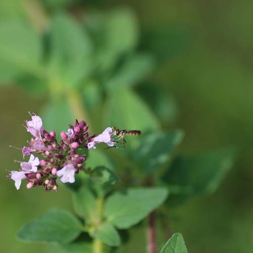 Hoverfly on a Flower