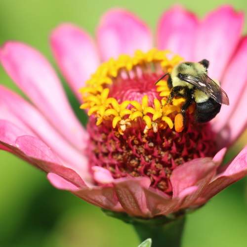 Bee with Pollen "Saddlebags" on a Zinnia flower.