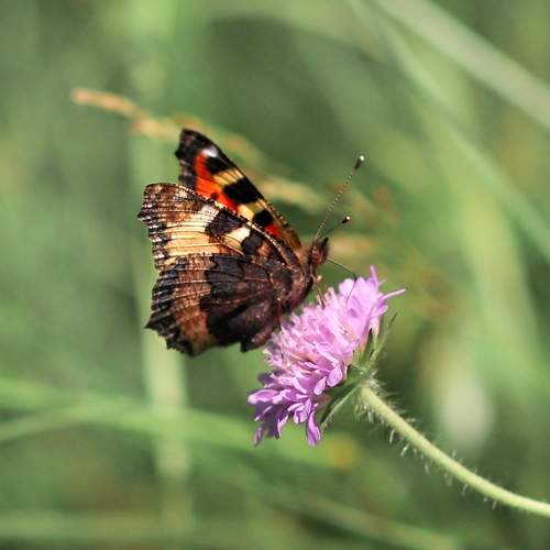 Photo #6400474