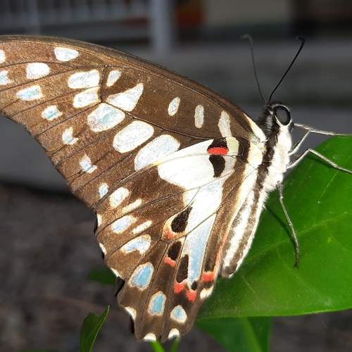 Photo #6401816