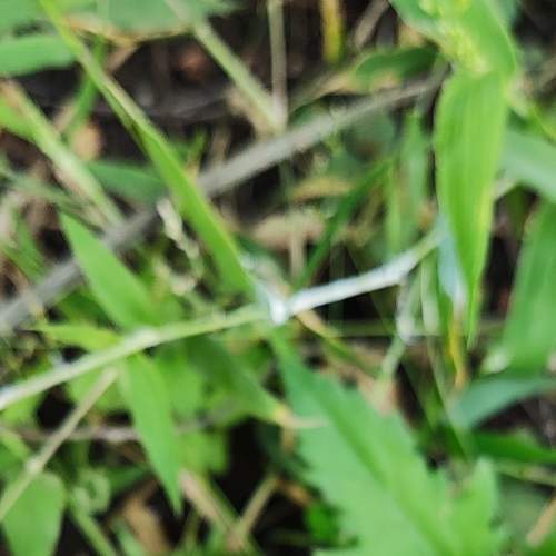 Macro mobile photography