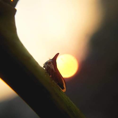 Photo #6406507