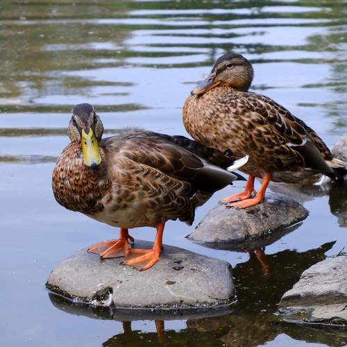 Photo #6407160