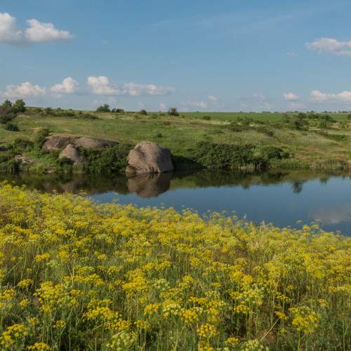 Летние травы