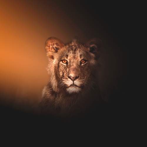 Touched by The Light
