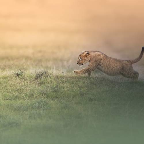 Photo #6411764