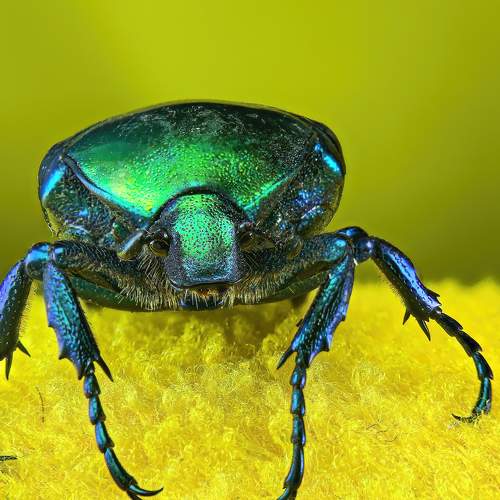 Cetonia aurata