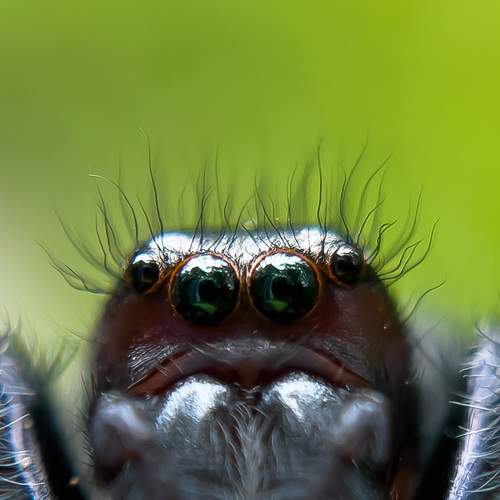 Jumping spider