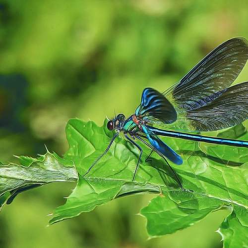 японская красотка