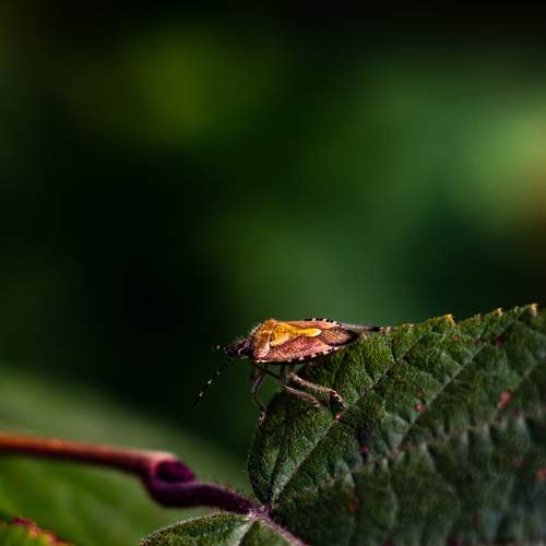 Photo #6420896