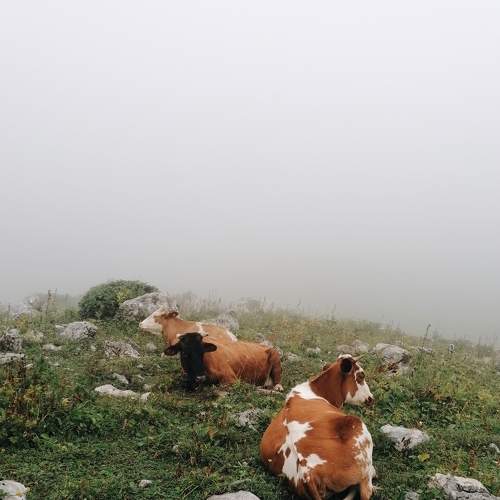 Photo #6421751