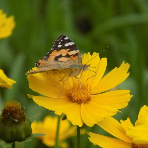 Photo #6422742