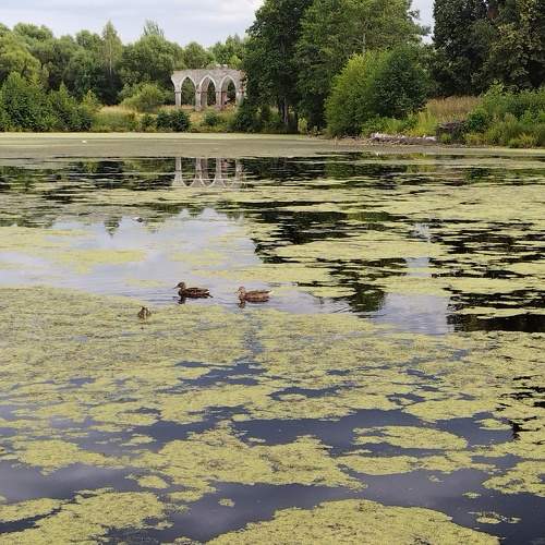 Pond.