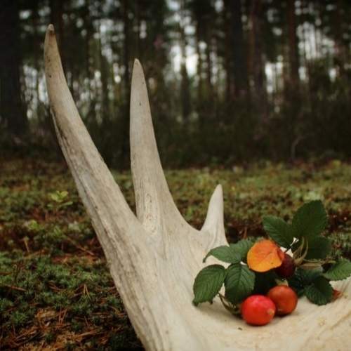 Photo #6425385